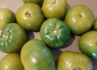 Afbeelding oogstperiode TOMAAT, Verte de Huy